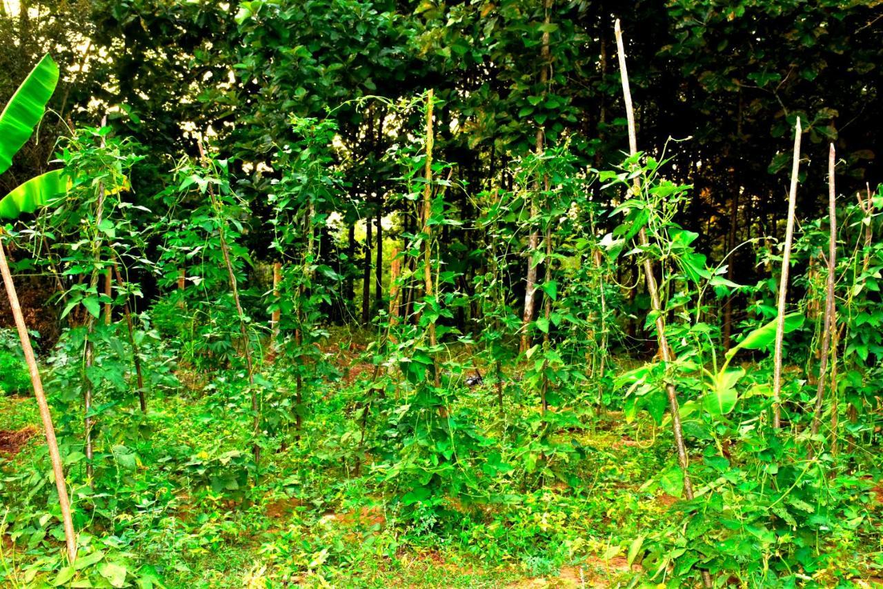 Wild Heaven Udawalawe Hotel Kültér fotó