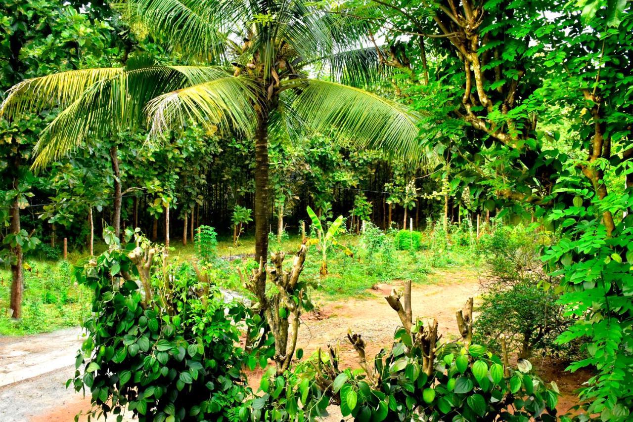 Wild Heaven Udawalawe Hotel Kültér fotó